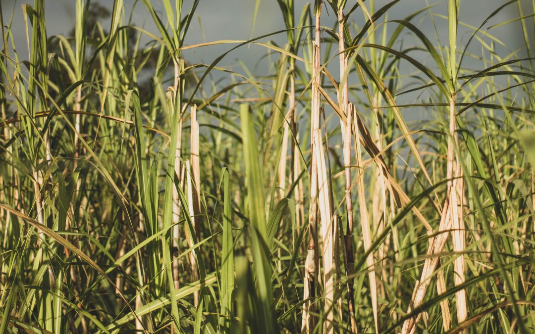 4 informações surpreendentes sobre a cana-de-açúcar, matéria-prima da cachaça